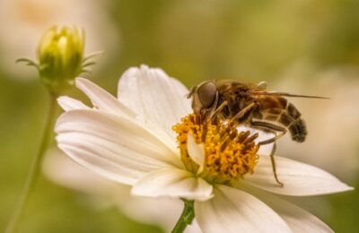 Пчелы погибли в деревне Константиновка Куйбышевского района