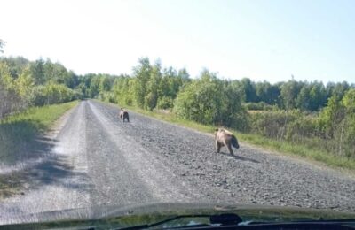 Медвежат заметили возле деревни Бекташ Куйбышевского района