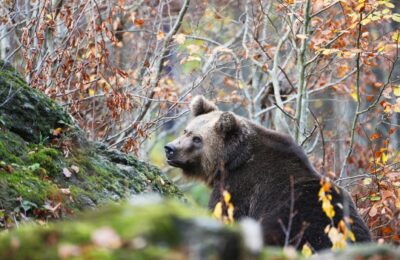 Прием заявлений на добычу медведя и барсука начинается в Новосибирской области