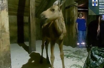 Маленького лосенка спасли и отправили в зоопарк в Новосибирской области