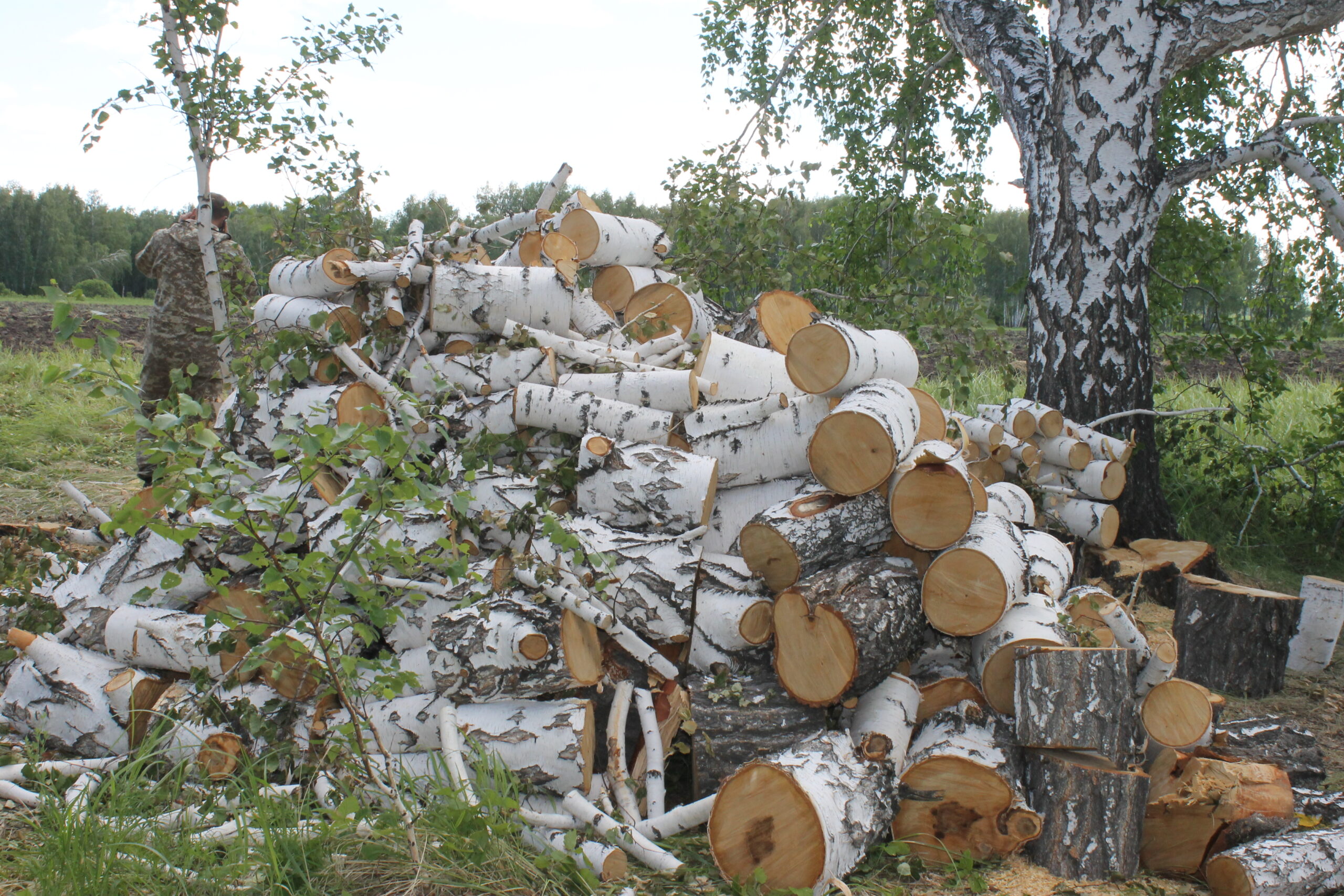 фото Готовь сани летом: Где куйбышевцы могут заготовить лес на дрова?