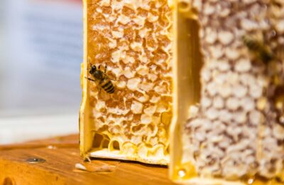 План по защите пчел создадут в Новосибирской области к лету 2023 года