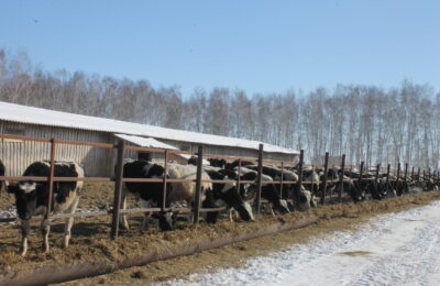 Зимовка скота в хозяйствах Куйбышевского района проходит в штатном режиме