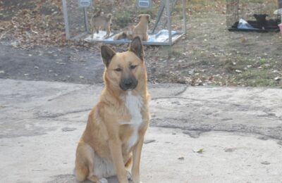 Более 150 бездомных собак ждут хозяина в куйбышевском приюте «Котопес»