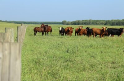 Более 8000 голов крупного рогатого скота переведут на летние пастбища в Куйбышевском районе
