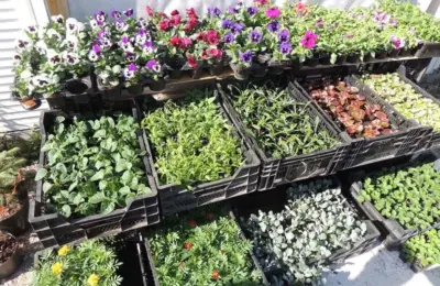 Более 30 000 цветов украсят Куйбышева этим летом
