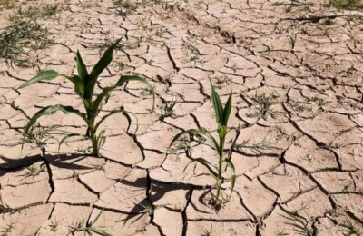Засуха в Новосибирской области угрожает заготовке кормов