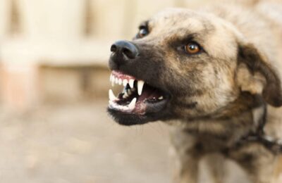 Пятьдесят тысяч рублей заплатит хозяин собаки после ее нападения на ребенка в Куйбышевском районе