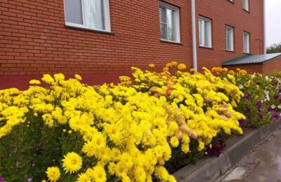 Жители многоквартирного дома в Куйбышеве превратили двор в цветочную сказку