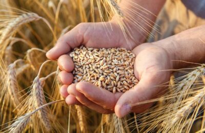 Сельхозпредприятие Куйбышевского района получило статус семеноводческого хозяйства