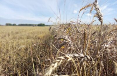Андрей Травников: пока рост цен на зерно не прогнозируем