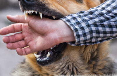 За укус собакой ребенка в Барабинске владельцу животного присудили 50 тысяч рублей