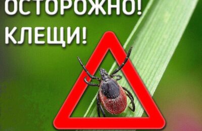 Девять случаев укуса клеща зарегистрировано в Куйбышевском районе