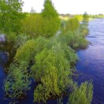 Первый «минус»: подъем воды в реке Омь остановился