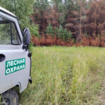 Незаконные вырубки в Новосибирской области удалось сократить в разы