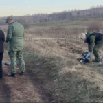 Стая собак насмерть загрызла 10-летнего мальчика под Красноярском