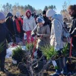 Более 800 тысяч деревьев высадили в Новосибирской области за семь лет
