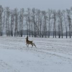 Усиленное патрулирование ввели в Новосибирской области из-за миграции копытных
