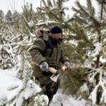 В Новосибирской области напомнили об ответственности за незаконную вырубку елей и сосен