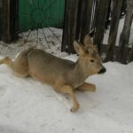 Косули массово уходят по территории Новосибирской области в Казахстан