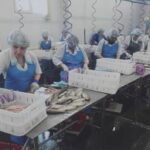 Более 20 тонн ротана впервые отправили на экспорт в Китай из Новосибирской области