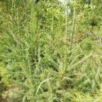 Новосибирский филиал Рослесозащиты подвел итоги мониторинга состояния лесов