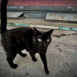 «Лишают воли человека»: о вреде суеверий рассказали священники Новосибирска