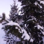 Новосибирская область сформировала генетическую базу своих лесов