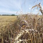 Новосибирская область лидирует в сфере экспорта сельхозпродукции