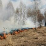 Новосибирская область взыскивает ущерб с виновников лесных пожаров