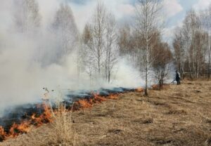 Новосибирская область взыскивает ущерб с виновников лесных пожаров