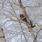 Два морозных дня ждут жителей Новосибирской области в начале февраля