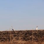 Первые перелетные птицы замечены в разных районах Новосибирской области