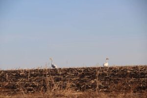 Первые перелетные птицы замечены в разных районах Новосибирской области