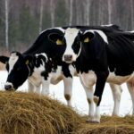 Пункты помощи жителям Новосибирской области развернуты в районах изъятия сельхозживотных