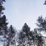 Более 50 видеокамер будут вести мониторинг лесов Новосибирской области в этом году