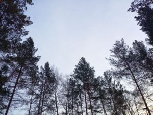 Более 50 видеокамер будут вести мониторинг лесов Новосибирской области в этом году