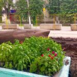 Более 7 млн рублей на асфальт и газоны направит СГК в Куйбышеве