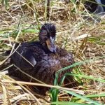 В Новосибирской области стартует приём заявлений на весеннюю охоту