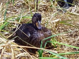 В Новосибирской области стартует приём заявлений на весеннюю охоту