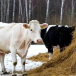 Эпидемиолог Геннадий Онищенко объяснил необходимость уничтожения скота в Новосибирской области