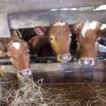 Управление ветеринарии Новосибирской области разъясняет порядок действий при проведении изъятия животных