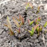 В Новосибирской области ожидаются теплые майские праздники