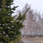 Синоптики предупреждает об ухудшении погоды в Новосибирской области 18 апреля