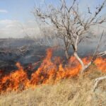 С начала пожароопасного сезона в Новосибирской области возникло 4 лесных пожаров