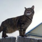 Отлов бездомных кошек и собак начался в Куйбышевском районе