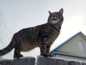 Отлов бездомных кошек и собак начался в Куйбышевском районе