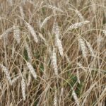 Новосибирская область является лидером в Сибири по экспорту продукции
