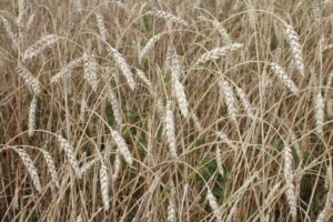 Новосибирская область является лидером в Сибири по экспорту продукции