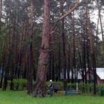 300-летняя сосна из Бердска борется за звание «Российское дерево года»